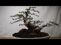 bonsai carmona microphyla 14.669