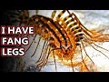 House Centipede facts: not as nightmare inducing as they seem | Animal Fact Files