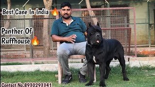 Best Cane Corso In India 🔥 ( Panther of Ruffhouse) Contact No.8930293341 #canecorso