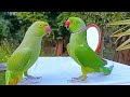 Indian Ringneck Parrot Videos Compilation