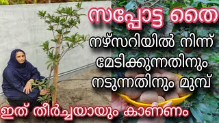 സപ്പോട്ട തൈ നഴ്സറിയിൽ നിന്ന് മേടിക്കുമ്പോഴും നടുമ്പോഴും ശ്രദ്ധിക്കേണ്ട കാര്യങ്ങൾ | Sapota Farming