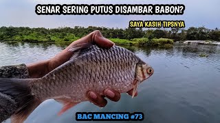 INI RAHASIANYA SAYA KASIH TAU || KALAU SENAR SERING PUTUS SAAT DISAMBAR BABON