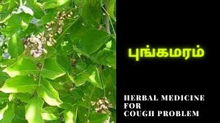 புங்க மரம் | Punga Maram l Millettia Pinnata For Dry Cough