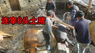 藏区农村杀年猪，一户就宰6头土猪，砍好的肉全部做成腊肉【嘉绒阿斌】