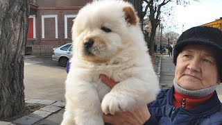 Dog market. Old market Odessa today. Dog breeds. Prices, price overview