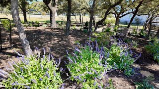 New Plants!! Fall Planting-  #texasgardeners