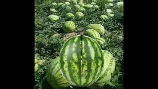 A very charming lady inside the watermelon #charming #watermelon #fruit #healthy #amazing #shorts