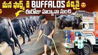 Buffalos  #murrabuffalo #murrah #dairy #dairycows #dairyfarmers #dailyvlog #public#viralvideo