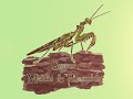 the herping hour podcast ep11 informative inverts ft sussex mantis u0026 phasmids