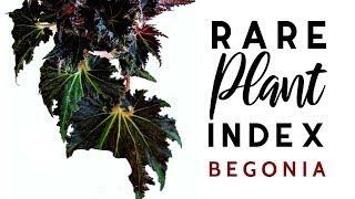 Rare Plant Index #6 | Begonia | Uncommon to Extremely Rare Plants!