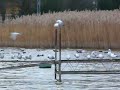 gulls on the miedwie lake poland