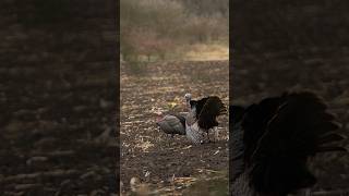 If you’re going to bow hunt turkeys, go for the head. #BEEREAL #hunting #turkeyhunter #turkeyhunting