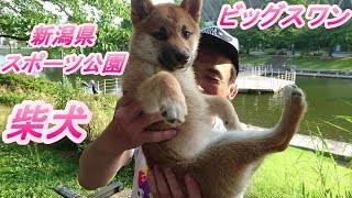 新潟県スポーツ公園　ビッグスワンにで遊んだ柴犬まる子さん！