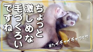 ちょっと激しめな毛づくろいですね　フェレットがフェレットの毛づくろい　ferret!!! Intense grooming of ferrets