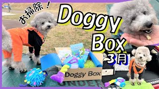 【ドギーボックス３月号】古墳公園で愛犬トルテとドギボで遊んでみた🐶車の洗車もしたよ！【Doggy Box開封】（トイプードルのTorte channel)