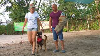 Дрессировка Бельгийской овчарки Малинуа. Training of the Belgian Shepherd Dog Malinois.