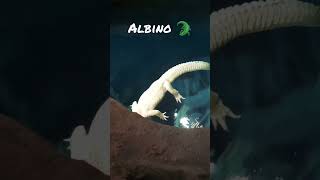Albino alligator from the Georgia aquarium.