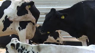 Boycott-busting bovines begin arriving in Qatar