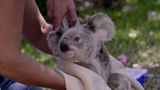 Vet Gone Wild | Cutest Baby Koalas