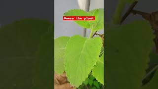 #Jay bageshwar dham #shorts #viral #vlog #ayurvedic #plant #jaishreeram 🌹🌹,