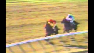 1981 Haskell Invitational Stakes - Five Star Flight