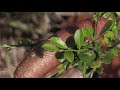 how to grow australian finger limes