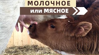 Почему перешли на мясное направление КРС?