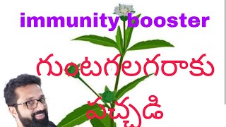 IMMUNITY బూస్టర్ గుంటగలగర ఆకు పచ్చడి 😋😋