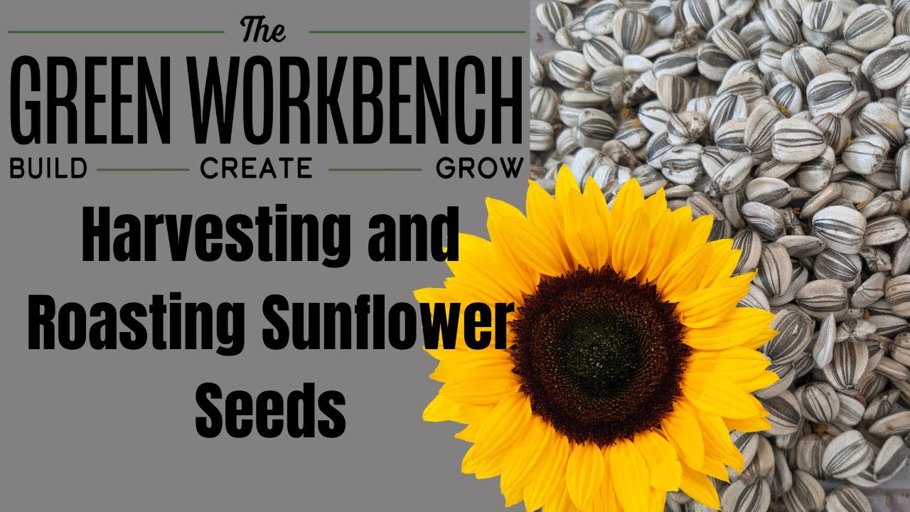 Harvesting And Roasting Sunflower Seeds - YouTube