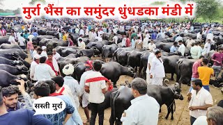 आज की मंडी में सस्ती सुंदर गजब की मुर्रा भैंस धुंधडका मंडी में || Pashu Mandi dairy farming