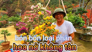 cây hoa giấy chỉ nở hoa không biết tàn khi bón đủ bốn loại phân này, phục hồi hoa hiệu quả