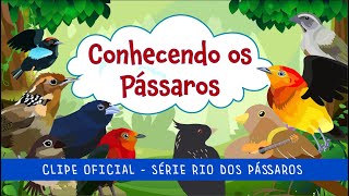 Rio dos Pássaros - Conhecendo os Pássaros - CLIPE ANIMADO - Rio dos Pássaros