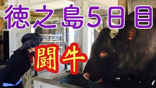 徳之島の闘牛さんに逢いに行きます♪犬田布岬と南部ダムとダムカレー！