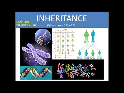 Inheritance (Basic Concept)IGCSE Lecture 1 - YouTube