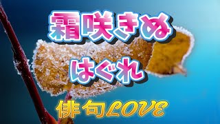 2023年1月19日「霜咲きぬ／はぐれ」　俳句LOVE