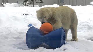 20230114:今日の円山動物園