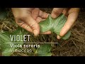 VIOLET Love: How to bring this wild potent food & gentle medicine into your life.