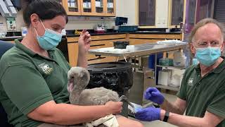 Philadelphia Zoo Saves Baby Flamingo