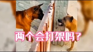 两狗会打架吗？Will the two dogs fight?