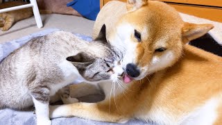 柴犬にペロペロして欲しいとこを指定する甘えた上手な末っ子猫♡