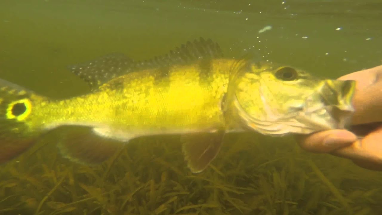 Peacock Bass Fishing Blue Lagoon - YouTube