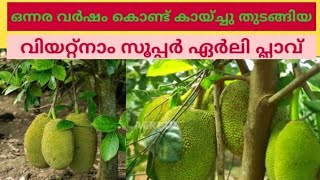 Vietnam super early jackfruit | ഒന്നര വർഷം കൊണ്ട് കായ്ച്ചു തുടങ്ങിയ പ്ലാവ് #jackfruit