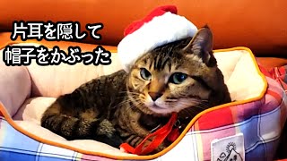 クリスマスイブ【二本足の癒し猫 あいちゃん】No.883