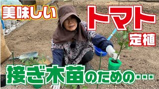 トマトを定植しました【フルティカ】【千果】【CF千果】【トマト】【ミニトマト】【接ぎ木】【夏野菜】【栽培】【育て方】