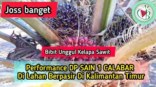 Performance DP SAIN 1 CALABAR Di Lahan Berpasir Di Kalimantan Timur (Penajam Pasir Utara)