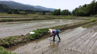 五頭山麓の小さな田んぼで長閑な田植え風景/安くておいしい新潟コシヒカリ通販/阿賀野市ささかみやまびこ農産