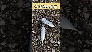 【堤防】こんなことあるんだ!? #釣り