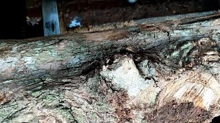 gergaji kayu anti nonor dan rayap yang paling di cari seluruh dunia sawmill.woodworking