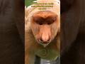 Proboscis Monkey: a type of monkey that has a unique nose #proboscismonkey #proboscis #monkeys