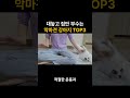 정말 악마견일까요 악마견 강아지 top3